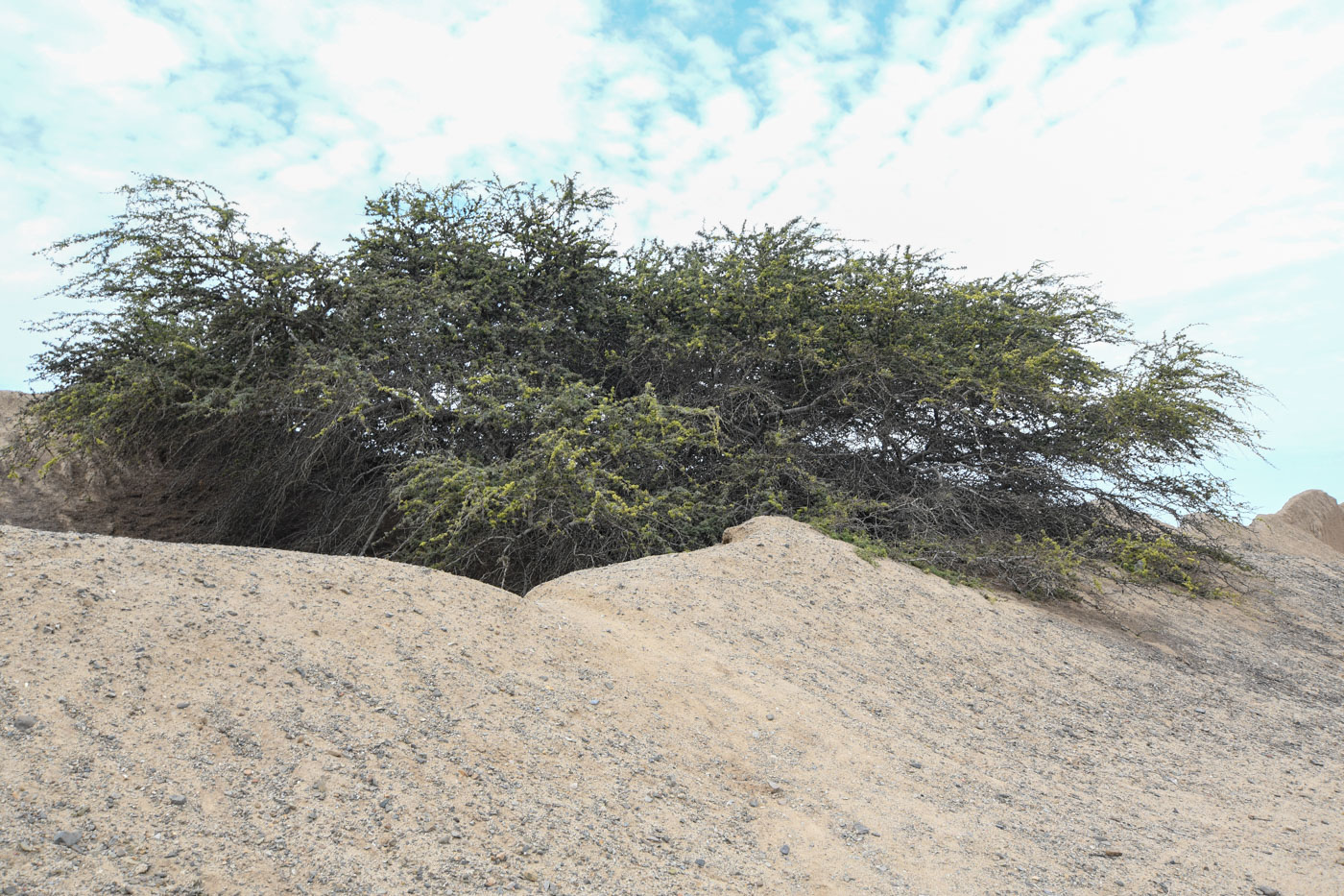 Изображение особи Prosopis pallida.