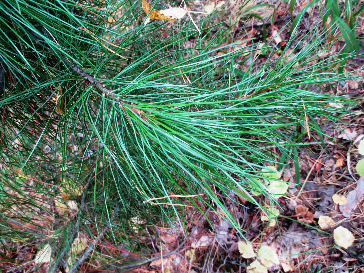 Image of Pinus sibirica specimen.