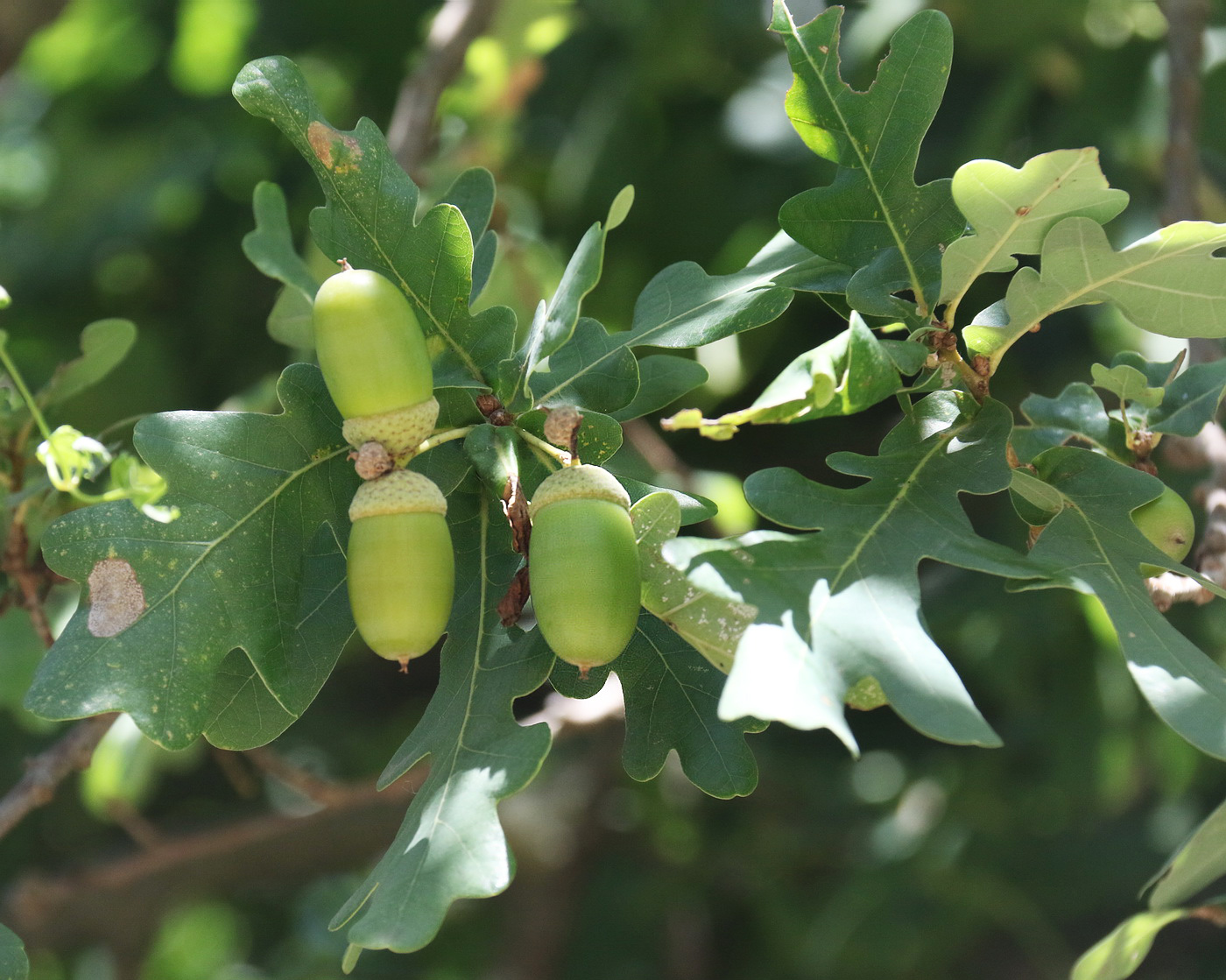 Изображение особи Quercus pubescens.