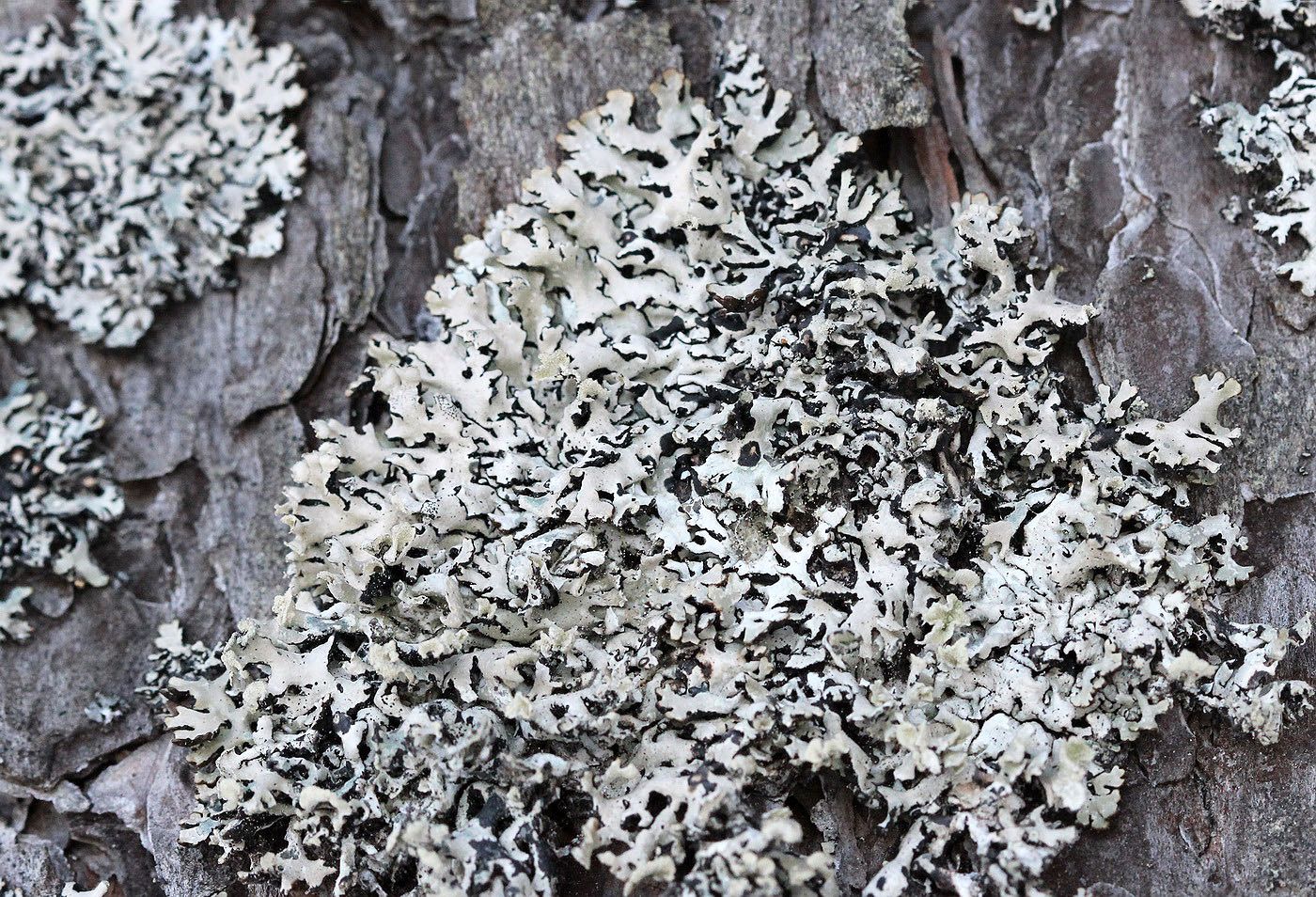 Image of familia Parmeliaceae specimen.