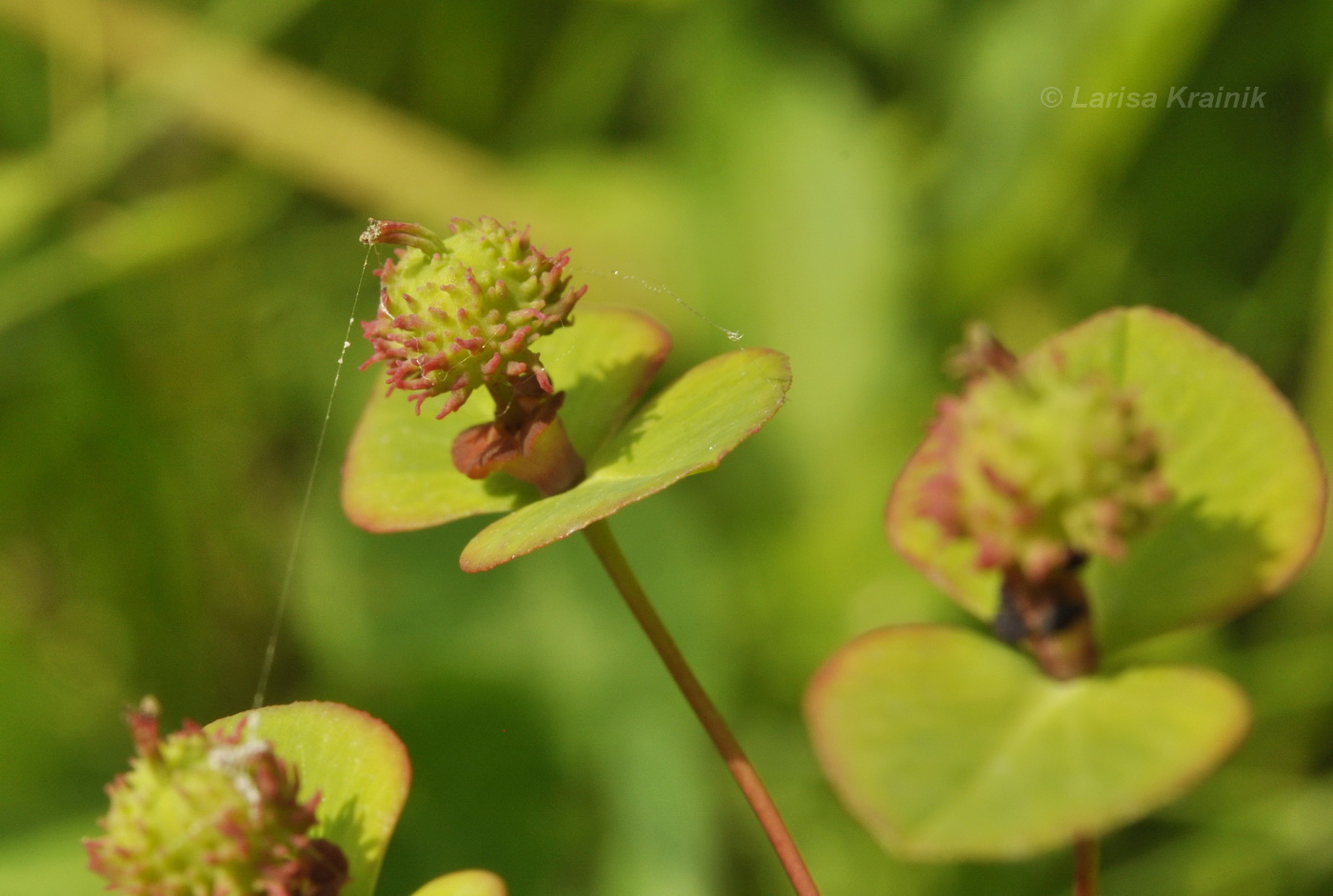 Изображение особи Euphorbia lucorum.