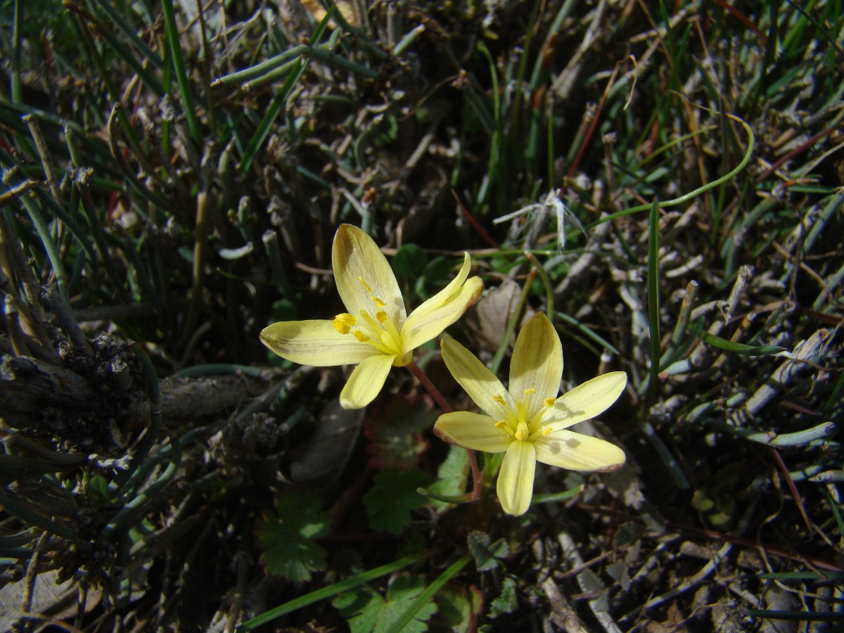 Image of Gagea olgae specimen.
