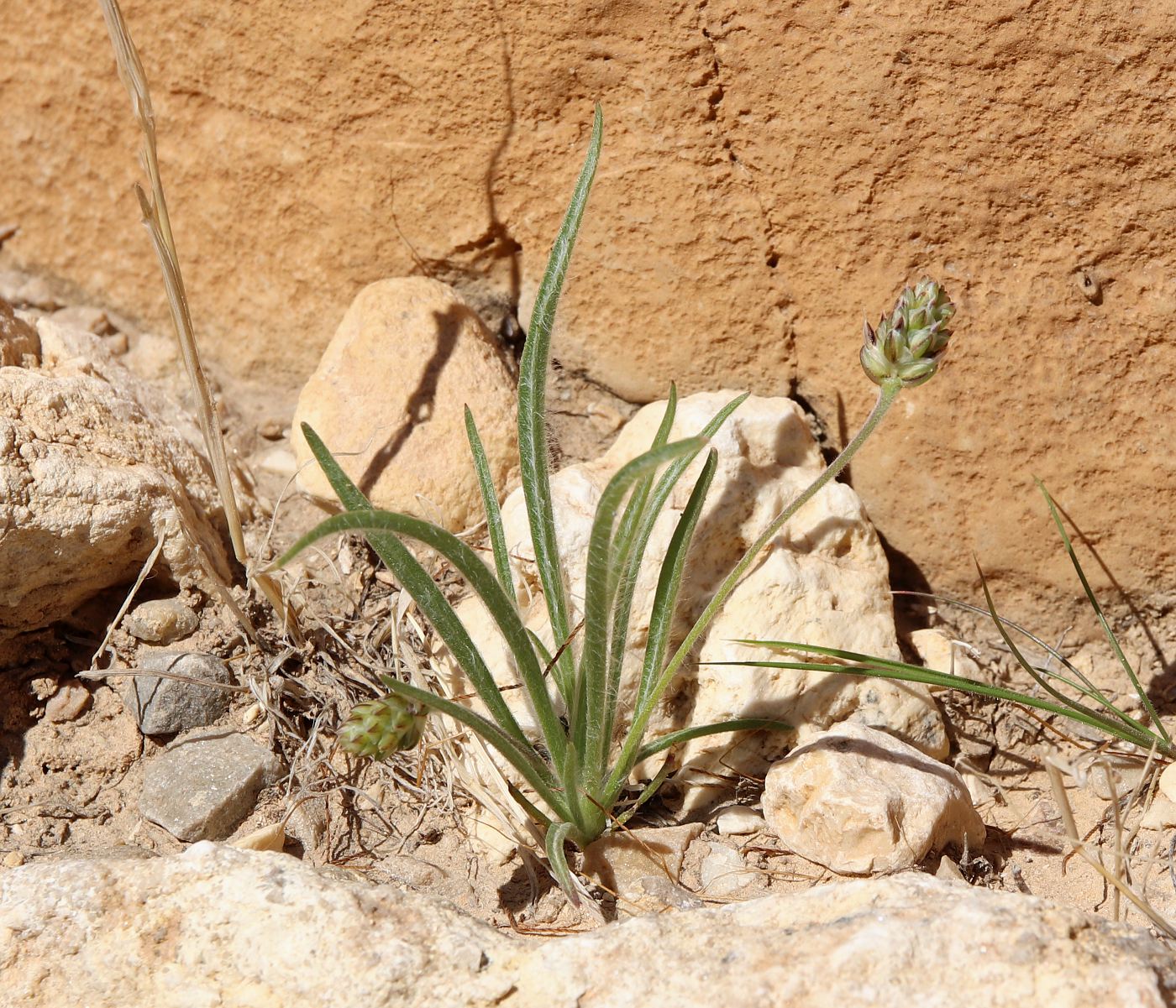 Изображение особи Plantago ovata.