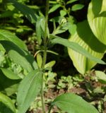 Rudbeckia hirta