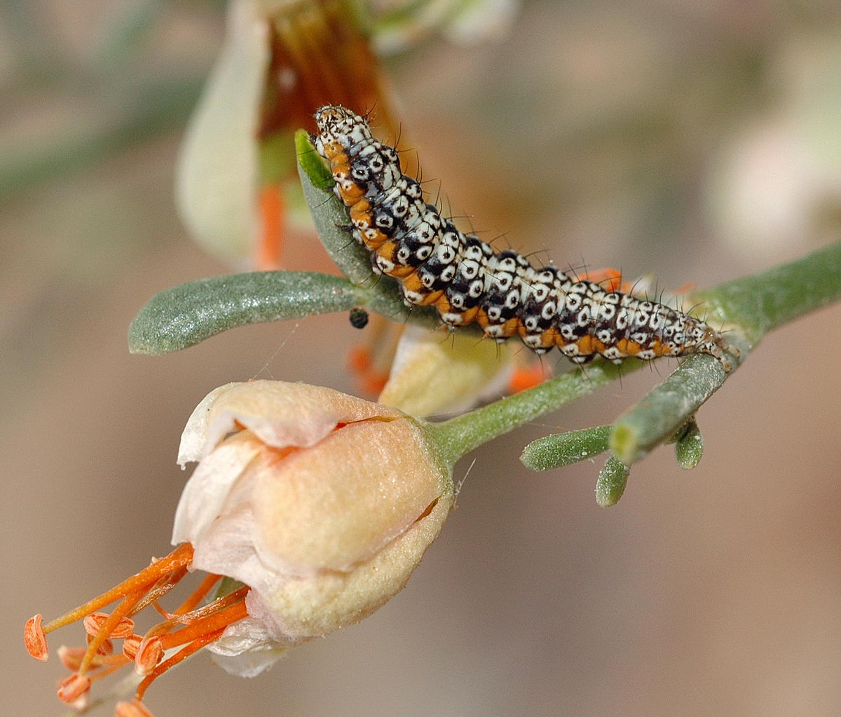 Image of Zygophyllum turcomanicum specimen.