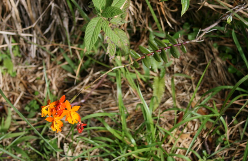 Image of Epidendrum radicans specimen.