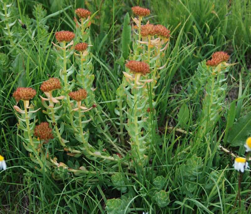 Изображение особи Rhodiola rosea.