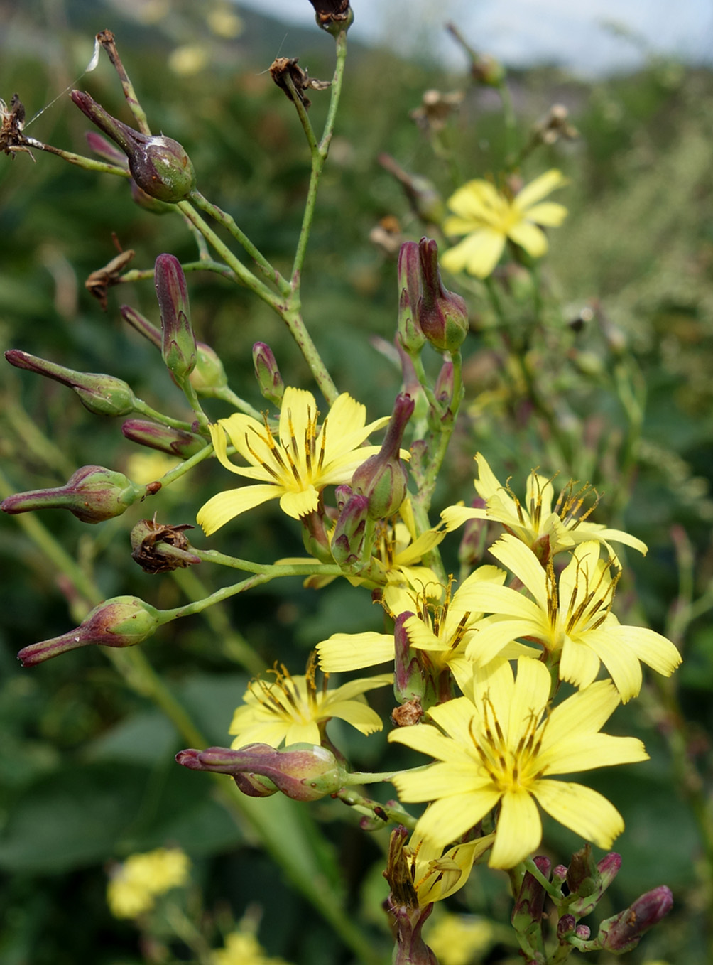 Image of genus Lactuca specimen.