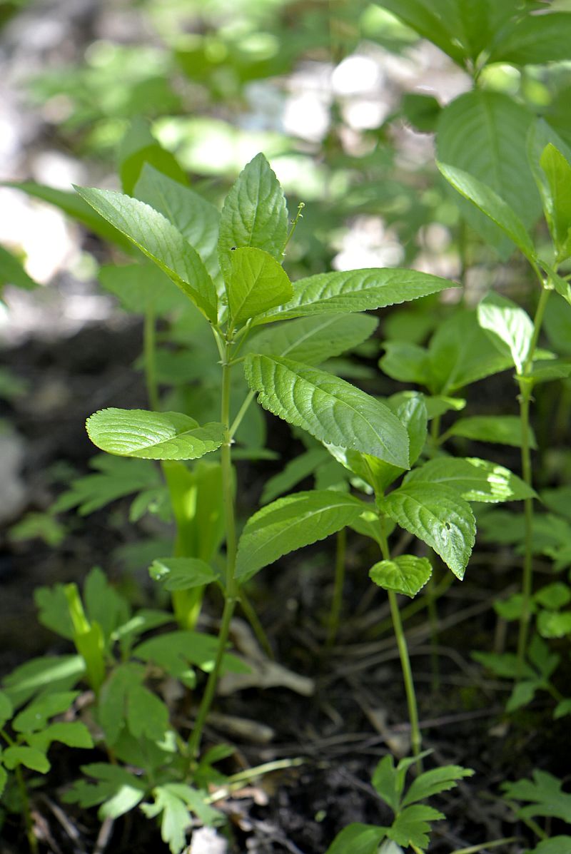 Изображение особи Mercurialis perennis.