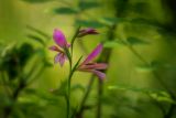 Gladiolus italicus
