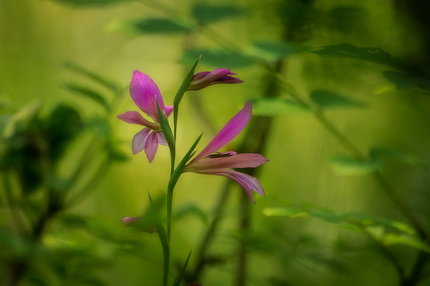 Изображение особи Gladiolus italicus.