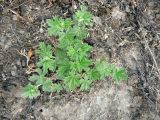 Potentilla argentea. Имматурные растения. Санкт-Петербург, Кронштадтский р-н, о. Котлин, окр. пересечения КАД и Кронштадтского шоссе, луговина у склона западной экспозиции. 18.06.2020.