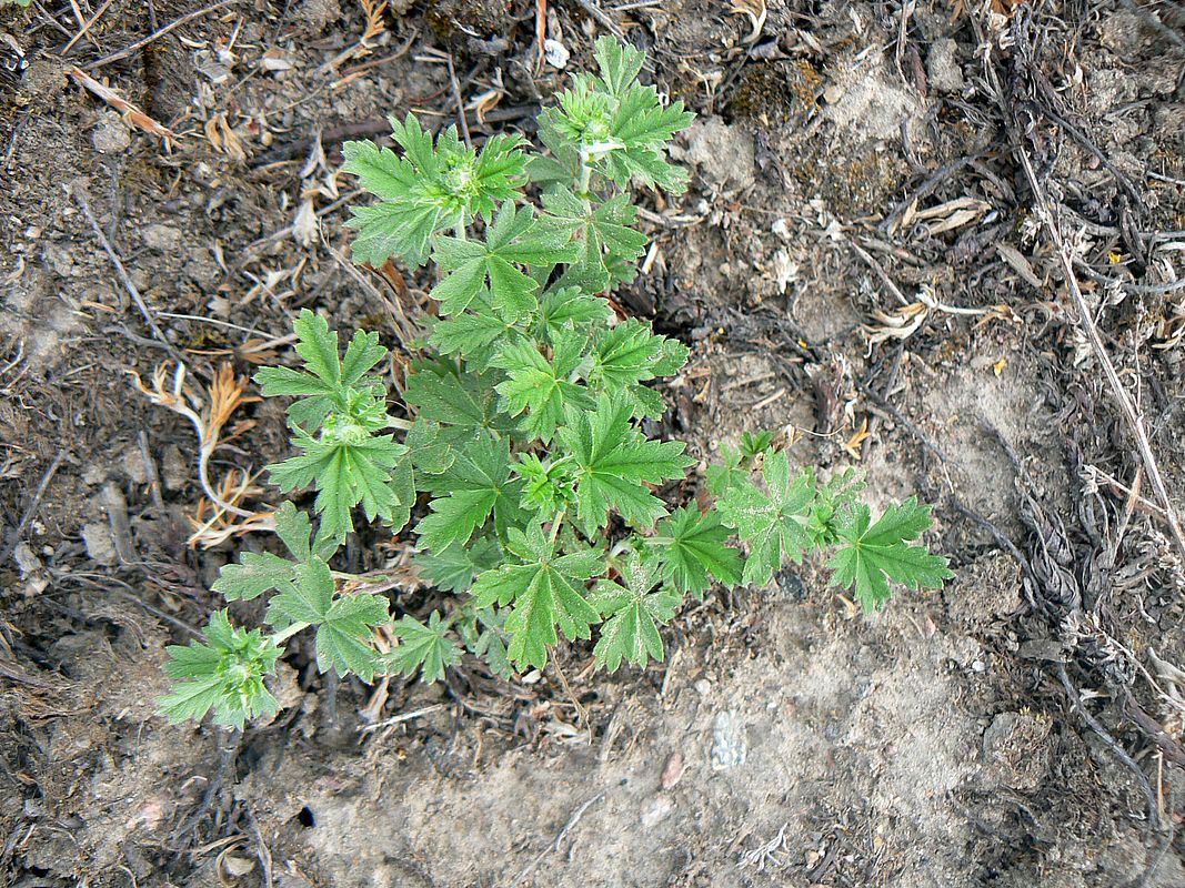 Изображение особи Potentilla argentea.