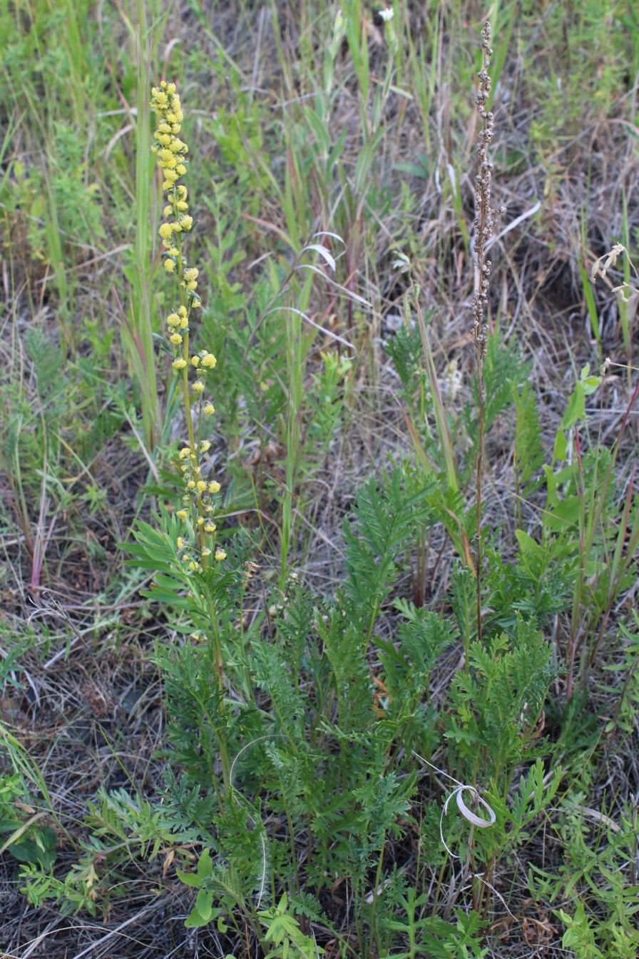 Image of Artemisia latifolia specimen.