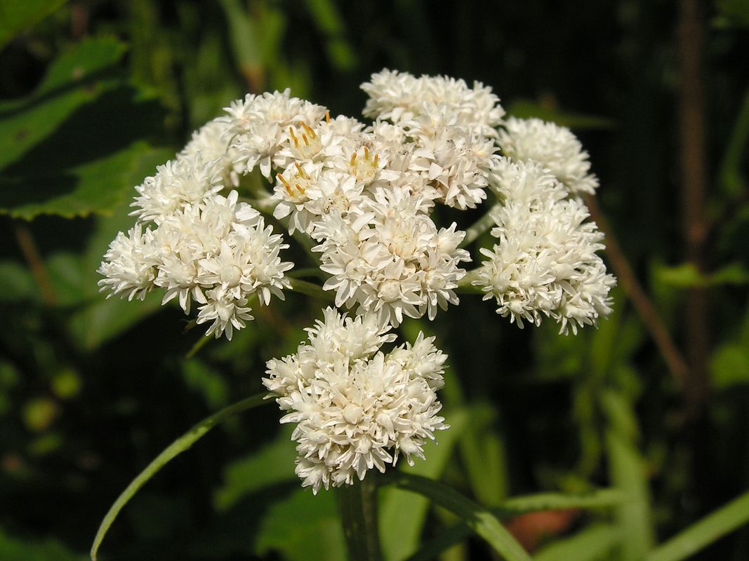 Image of Anaphalis pterocaulon specimen.