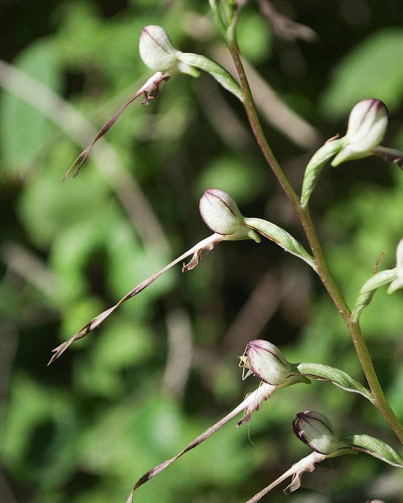 Image of Himantoglossum caprinum specimen.