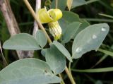 Clematis glauca