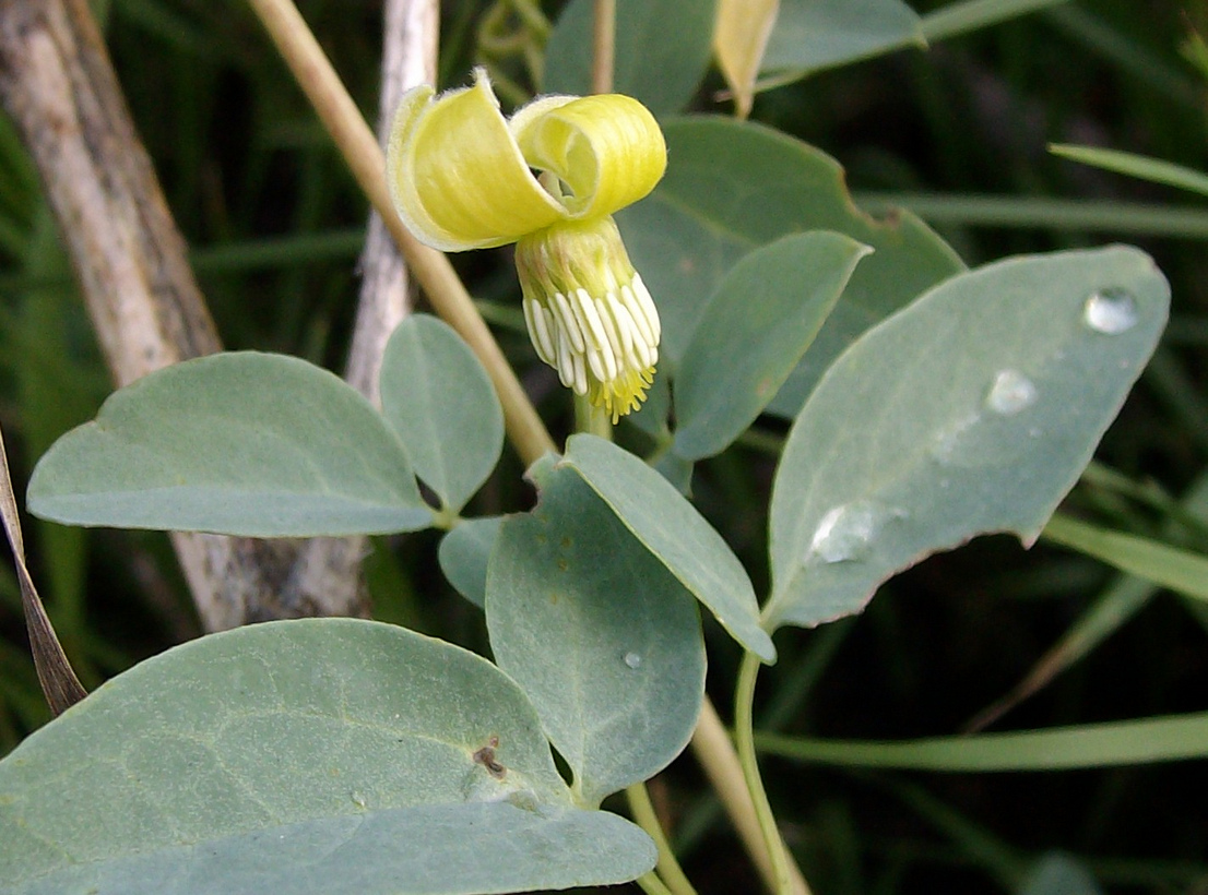 Image of Clematis glauca specimen.