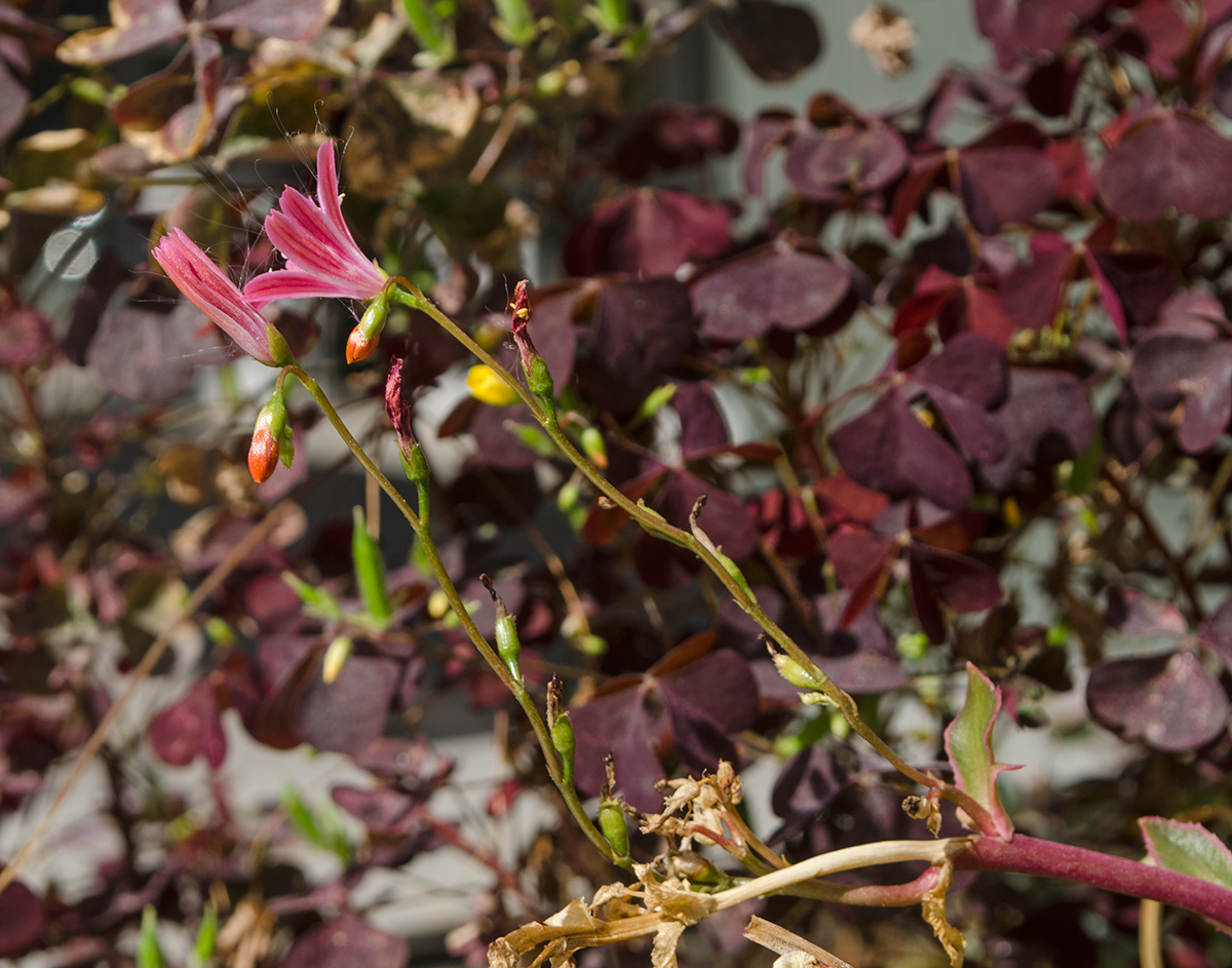 Image of Lewisia cotyledon specimen.