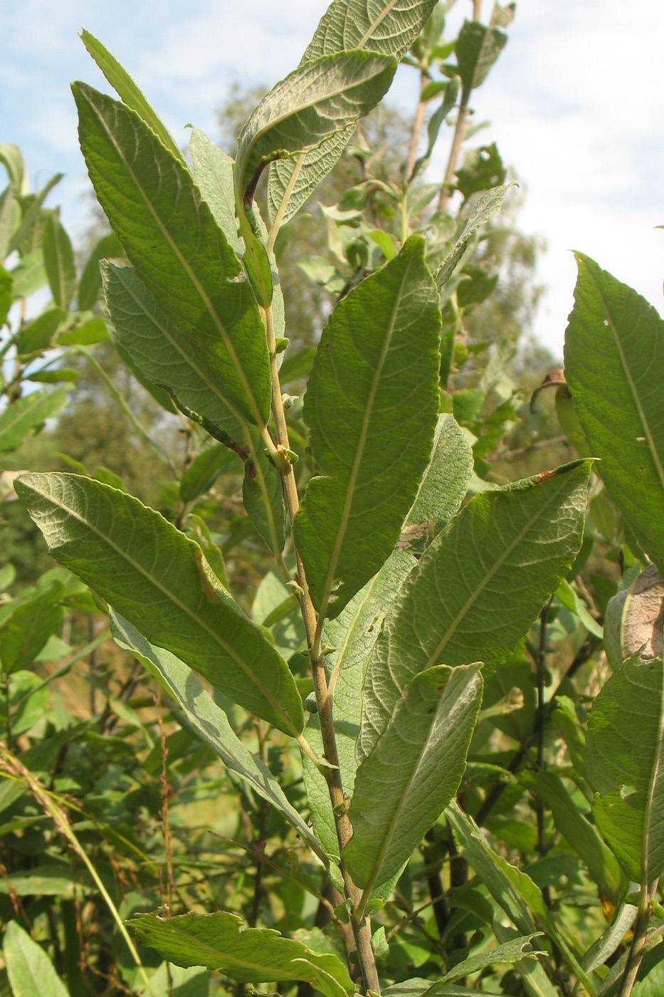 Image of Salix cinerea specimen.