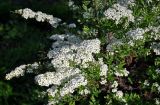 Spiraea &times; cinerea