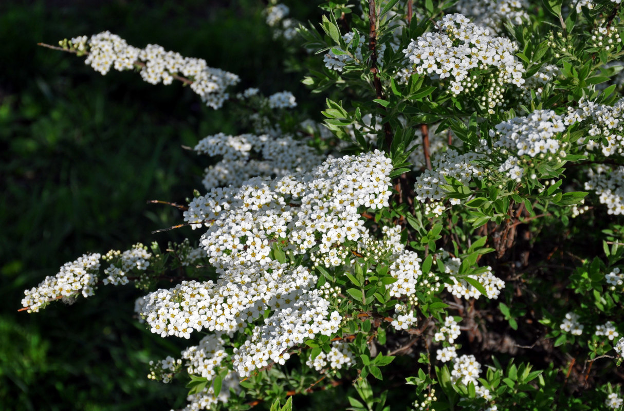 Image of Spiraea &times; cinerea specimen.