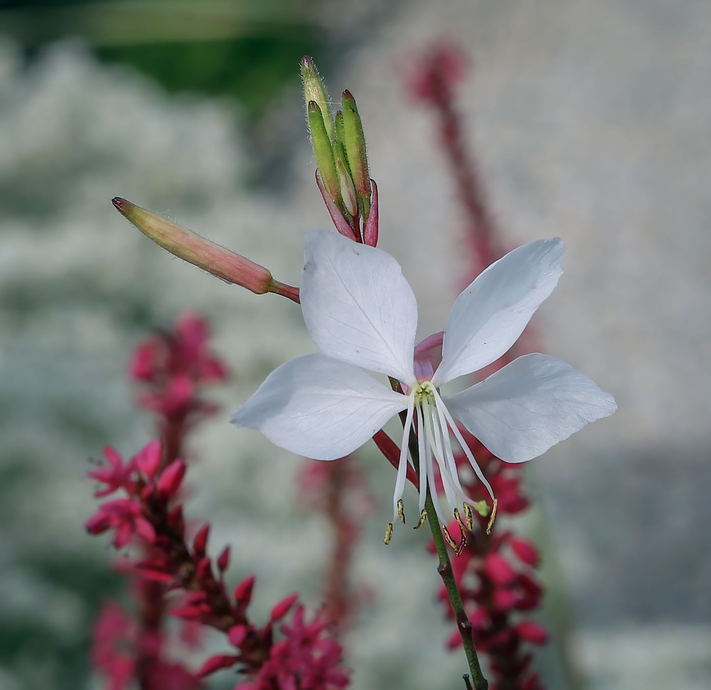 Image of Gaura lindheimeri specimen.