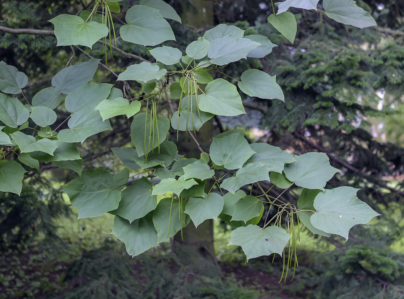 Изображение особи Catalpa bignonioides.