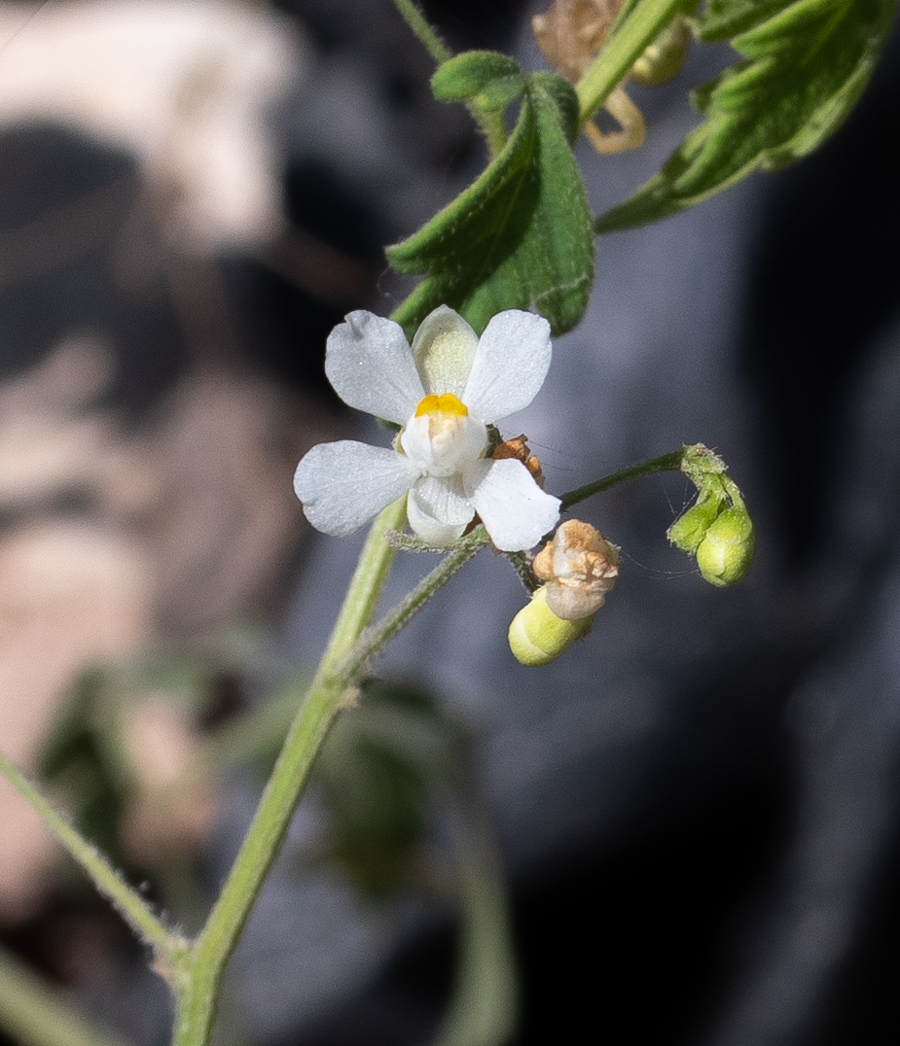 Изображение особи Cardiospermum halicacabum.