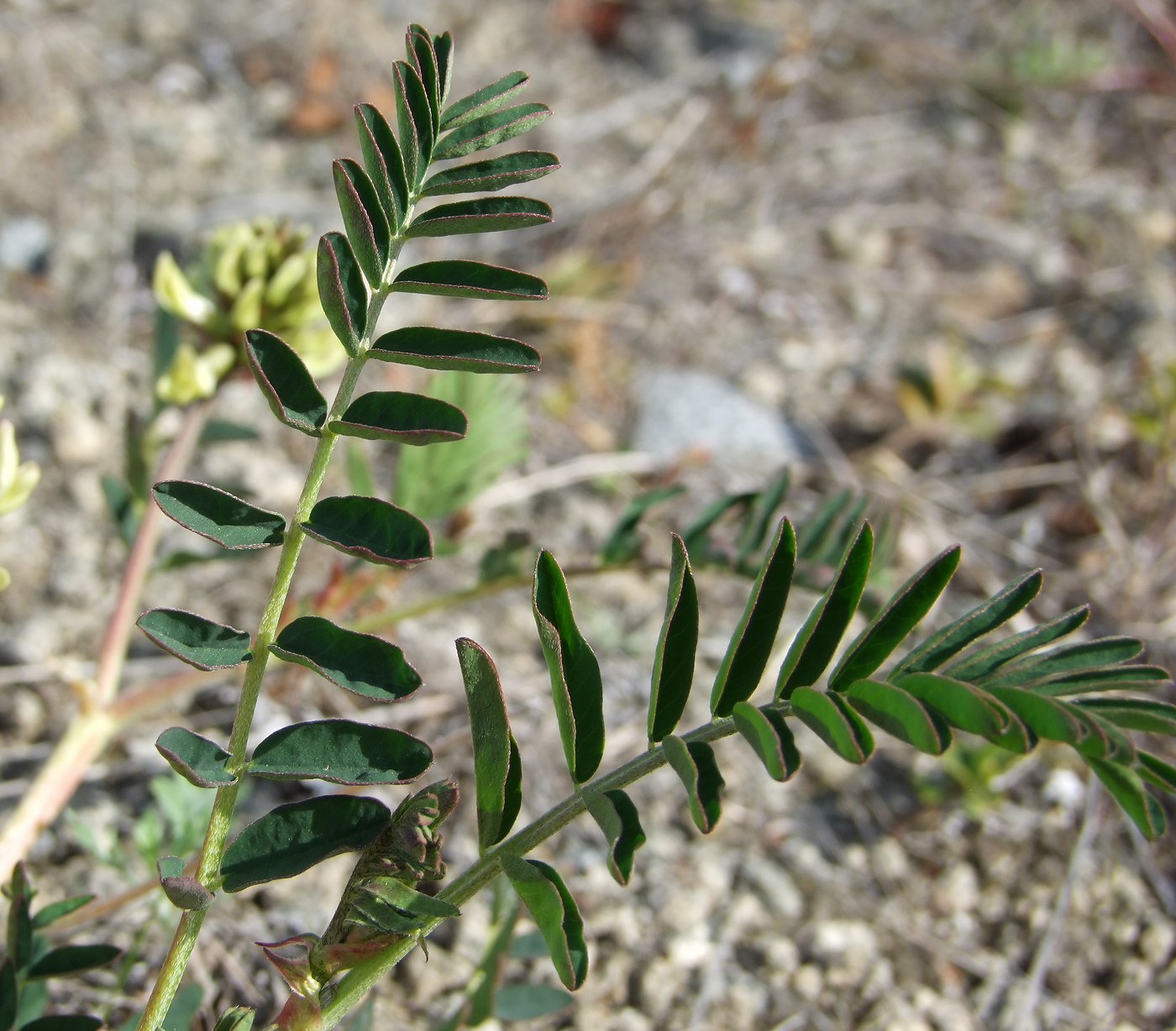 Изображение особи Astragalus schelichowii.