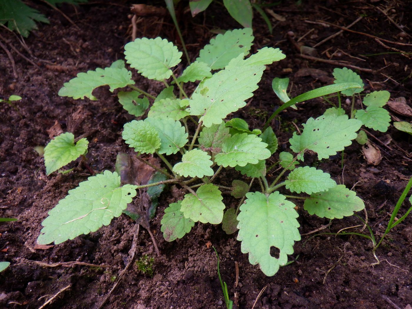 Изображение особи Salvia glutinosa.