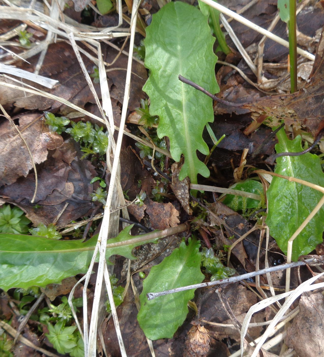 Image of Crepis paludosa specimen.