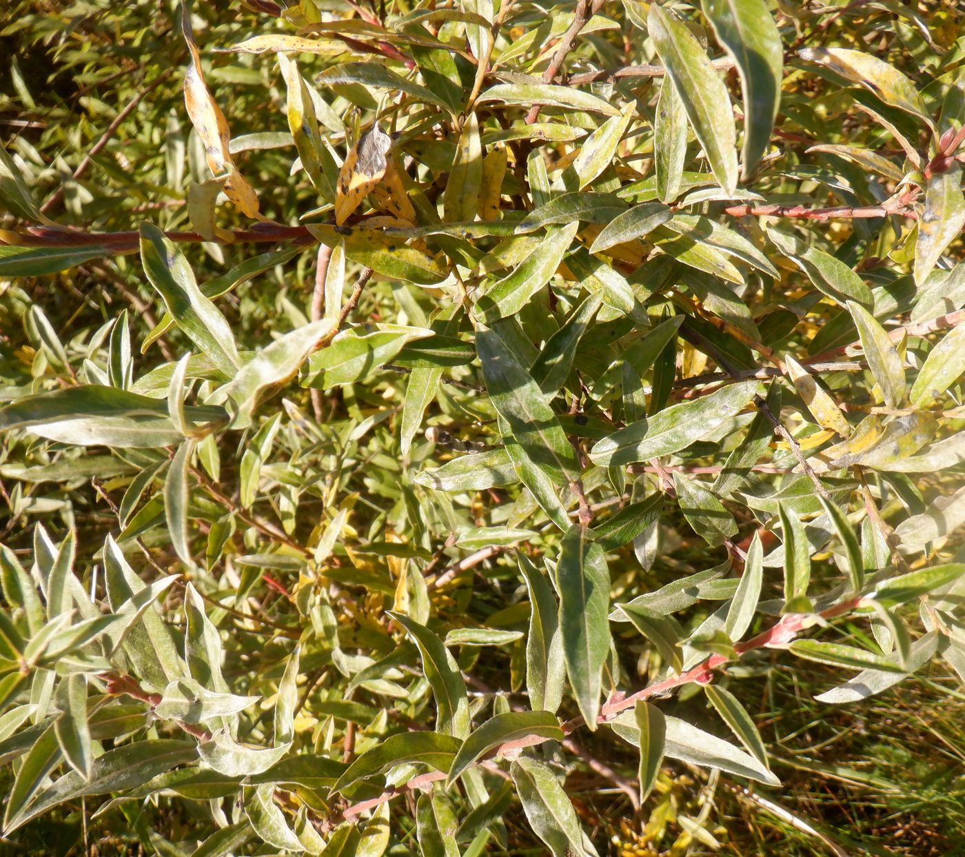 Image of Salix rosmarinifolia specimen.