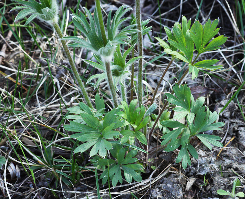 Image of Pulsatilla dahurica specimen.