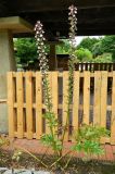 Acanthus mollis