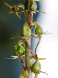 Campanula bononiensis. Часть соплодия с недозрелыми плодами. Республика Алтай, Шебалинский р-н, гребень отрога г. Соловковая, луг на высоте около 700 м н.у.м. 28.07.2010.