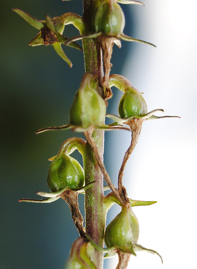 Image of Campanula bononiensis specimen.