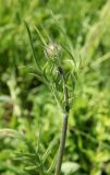Knautia arvensis