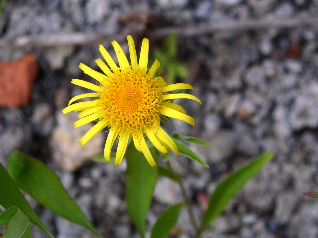 Image of Inula aspera specimen.