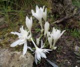 genus Colchicum. Цветущие растения (сорт с белыми махровыми цветками).Тверская обл., г. Тверь, Заволжский р-н, ботанический сад ТвГУ, в культуре. 14 сентября 2019 г.