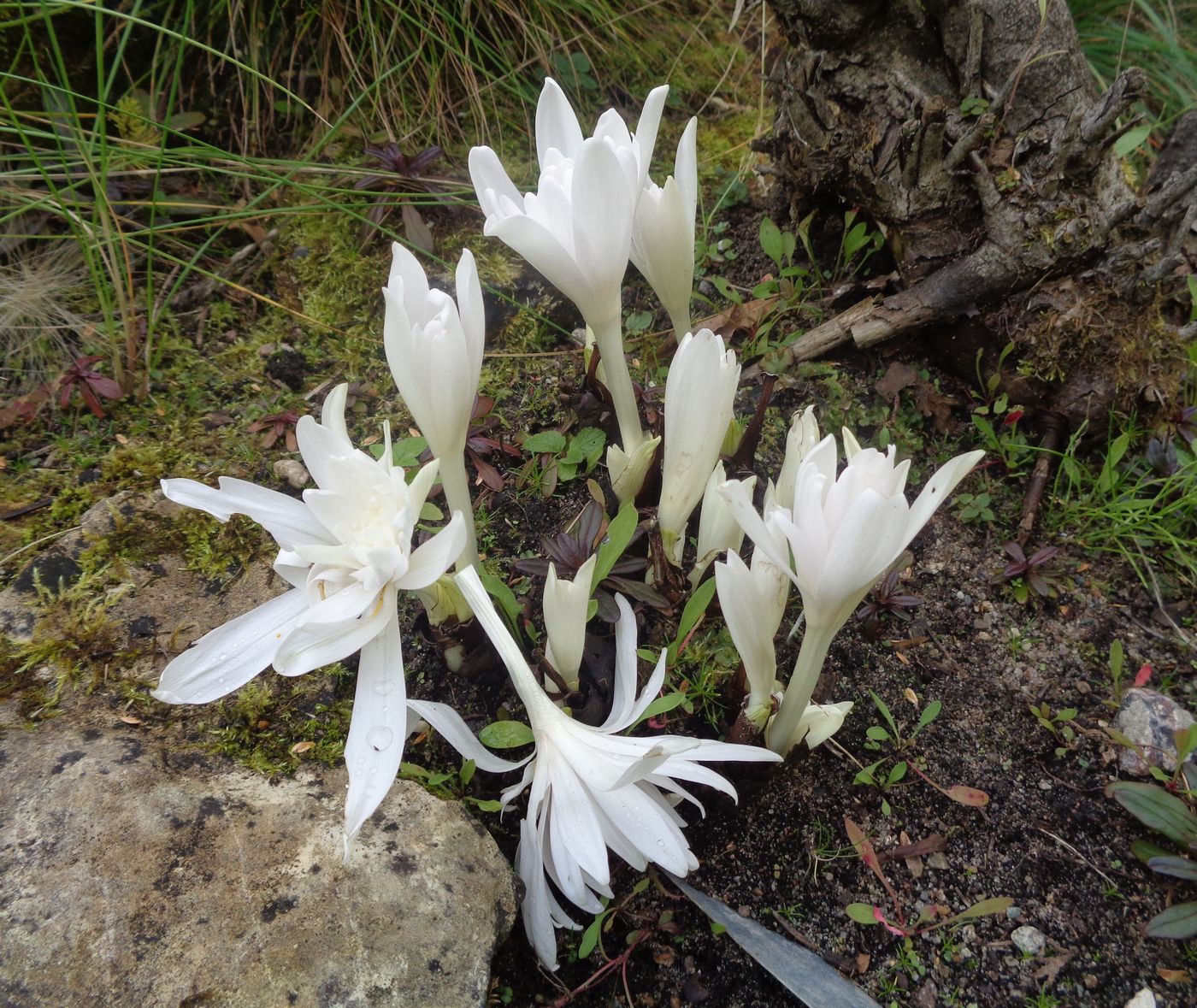 Изображение особи род Colchicum.