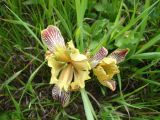 Iris variegata