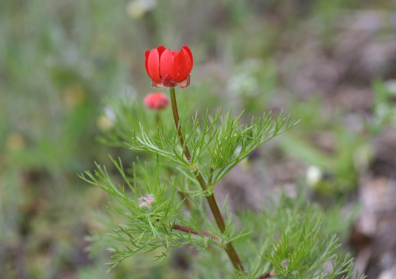 Изображение особи Adonis flammea.