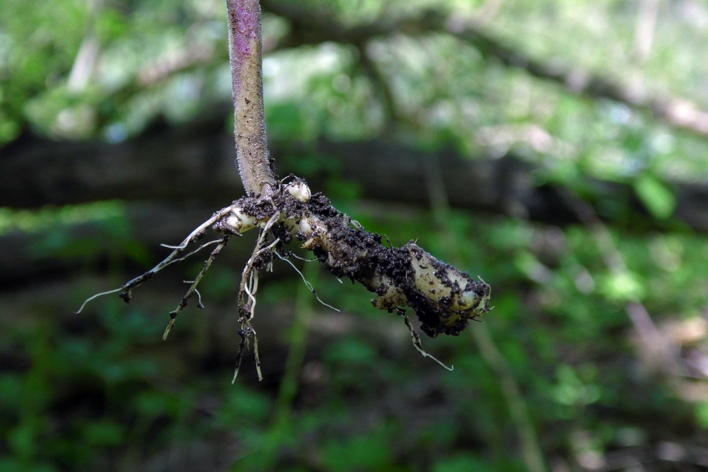 Изображение особи Cardamine bulbifera.