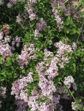 Syringa microphylla. Верхушка цветущего растения. Крым, Симферополь, ботсад университета. 13 мая 2010 г.