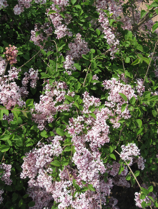 Изображение особи Syringa microphylla.