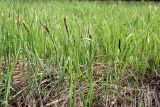 Carex acutiformis