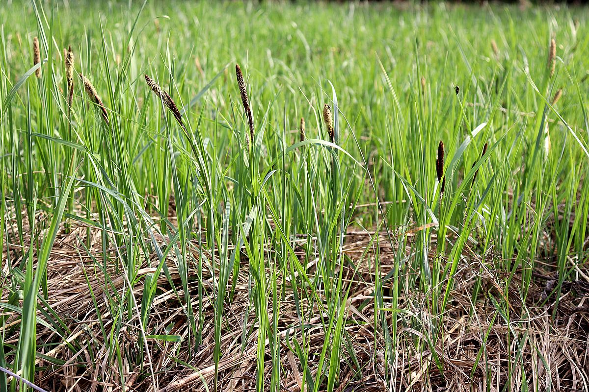 Изображение особи Carex acutiformis.