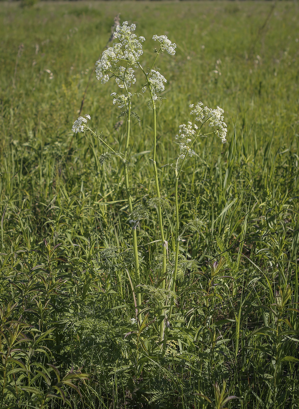 Image of Anthriscus sylvestris specimen.