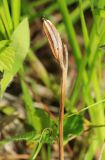 Ponerorchis chusua